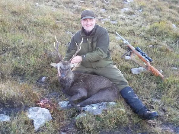 Sika Stag - Ireland