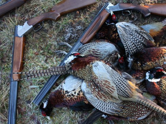 Driven Pheasant / Partridge shooting