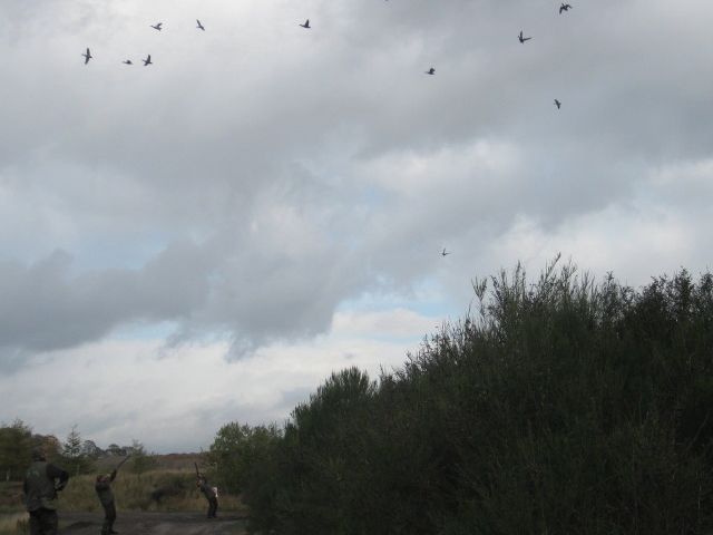 Driven Pheasant - Partridge