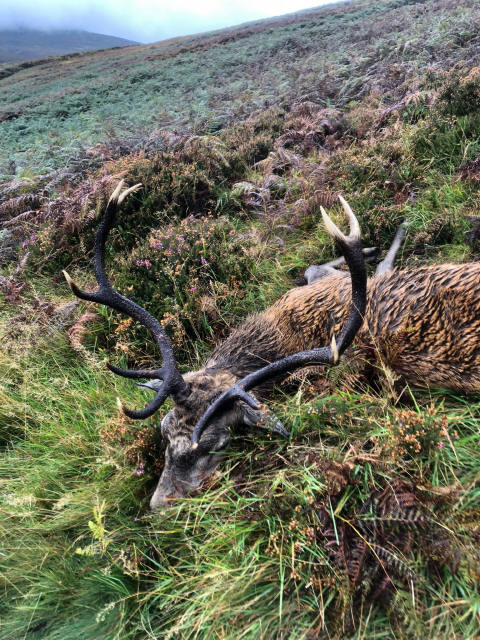 Red Stag Hunting Gallery 2021